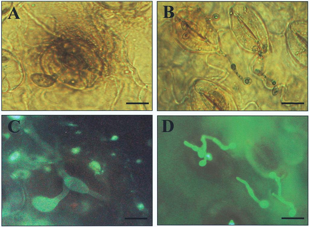 106 Plant Pathology Bulletin Vol.12(2) 2003 Fig. 3. Fluorescent depositions in lily leaf infected by Botrytis elliptica. Penetration of stomata of lily leaf by B.