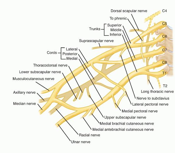 Page 19 of 35 FIG 8 The brachial plexus. Terminal Branches Plexus gives off some terminal branches above the clavicle.