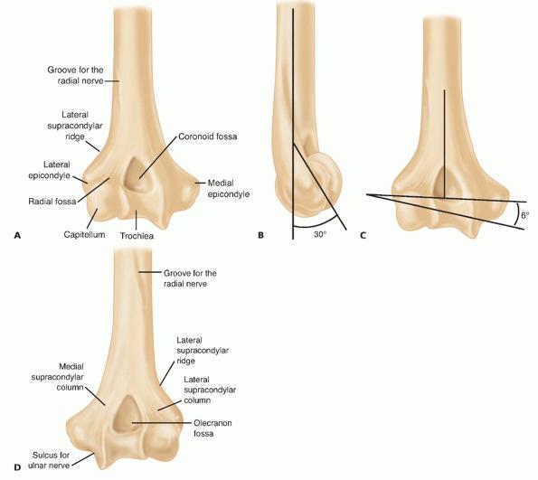 Page 23 of 35 FIG 9 The distal humerus. A.Bony landmarks of the anterior aspect. B.Anterior rotation of the articular condyles respective to the long axis. C.