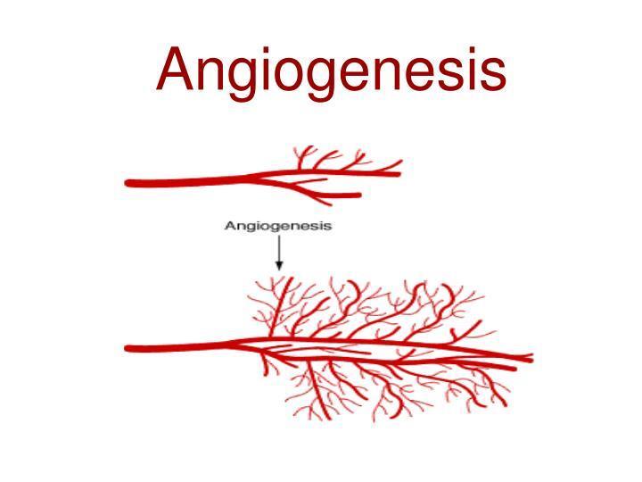 angiogenesis Two processes: 1.