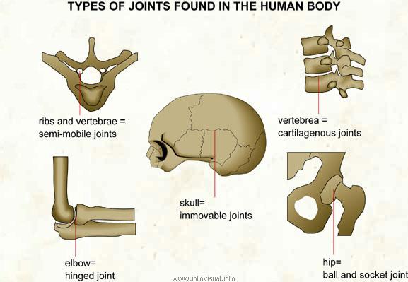 The skeleton of a new born baby is made of cartilage. It does not contain blood vessels.