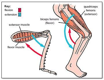 Pulls bones in opposite directions (flexor and