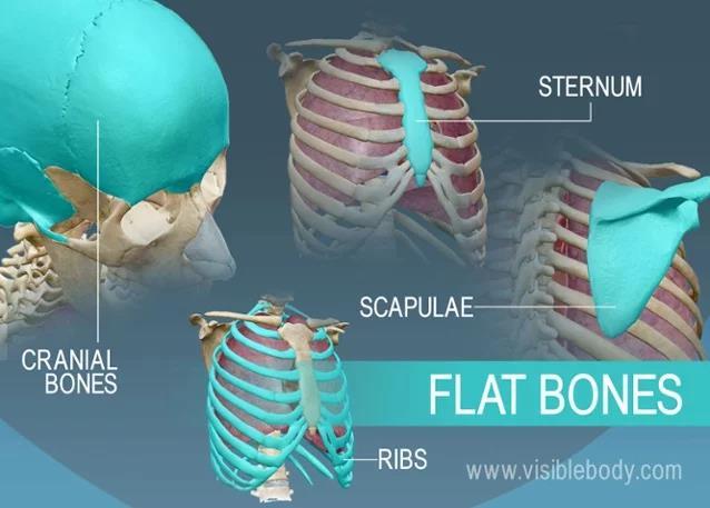 3. Flat Bones 5 Types of Bones 21 5 Types of