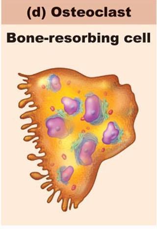 Osteoclasts Types of Bone
