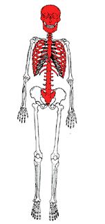 column Appendicular skeleton limbs and