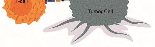 fragment to trigger immune system to target cancer cells NY-ESO-1 trials; SYT-SSX for synovial sarcoma Early