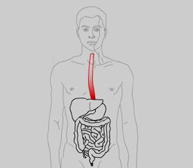 Esophagus Food, after chewing and mixing with saliva in the mouth, is swallowed and passes down the esophagus.