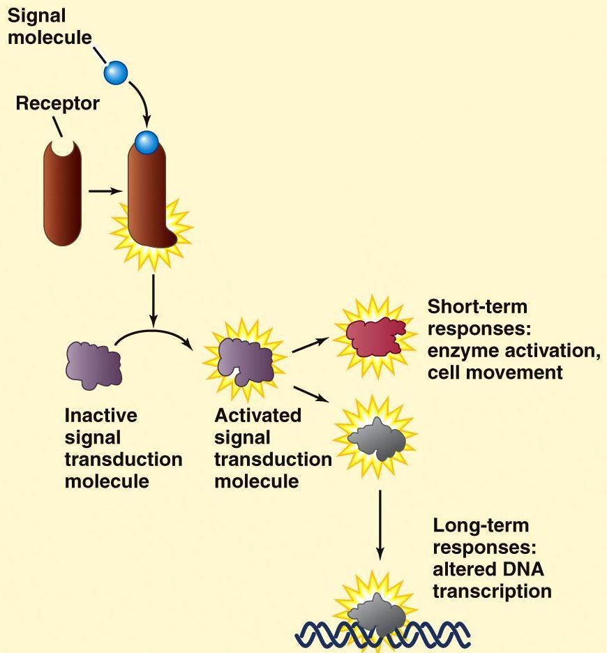 A signal transduction pathway : sequence of molecular events and chemical reactions that lead to a cellular response, following the receptor s activation by a signal.