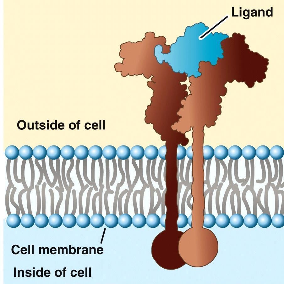 A common mechanism of signal transduction is allosteric regulation. This involves an alteration in a protein s shape as a result of a molecule binding to it.