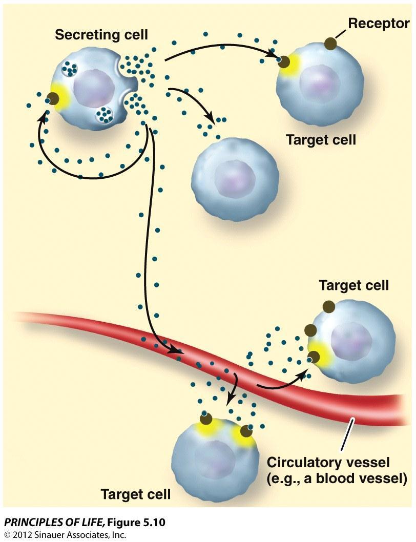 PARACRINE Target cells are the cells which will be receiving some sort of message!