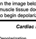 Heart 10 IV. HEART PHYSIOLOGY - How the heart beats. How the heart depolarizes the myocardium, which leads to a contraction. A) INTRINSIC CONTROL - Heart controls its own rhythm. HOW?