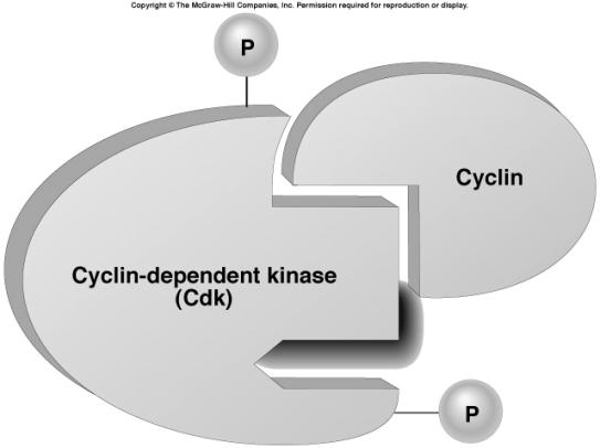 activity of control molecules pace cell cycle protein kinases (enzymes) activate or deactivate other proteins by phosphorylating them kinases require a second protein (cyclin) to become activated