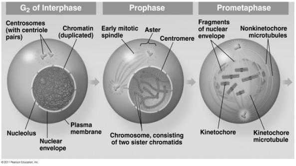 Chromatid Kinetochore microtubules Kinetochore Centromere region of chromosome Metaphase chromosome