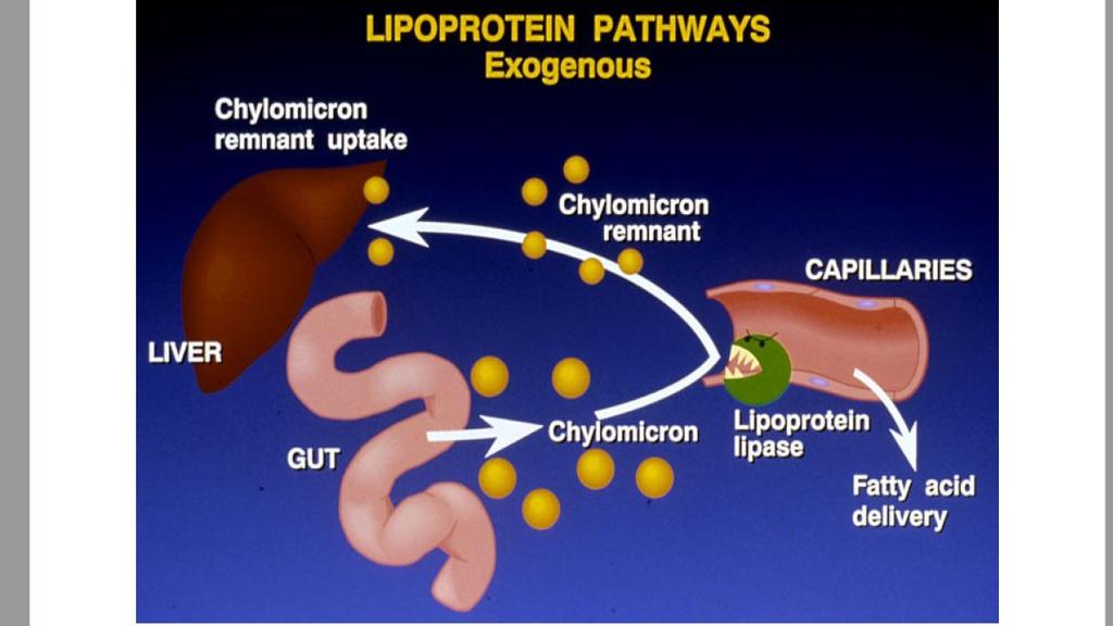 1 Lipoprotein Pathway (helpful video ) Exogenous Pathway: Chylomicron comes from the gut.