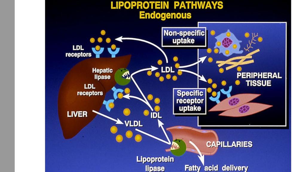 Lipoprotein lipase releases fatty acids from the chylomicrons, leaving Chylomicron remnant that goes back to the Liver.