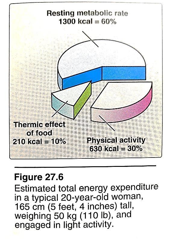 6 How energy is used in the body The energy generated by metabolism of the macronutrients is used for three energyrequiring processes that occur in the body; o Resting metabolic rate o Thermic effect