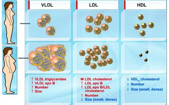 NOTICE that the LDL in the larger person is much smaller! The small LDL molecules easily penetrate the sub-endothelial space and they also have a larger SA:V! the more SA, the more oxidative damage!