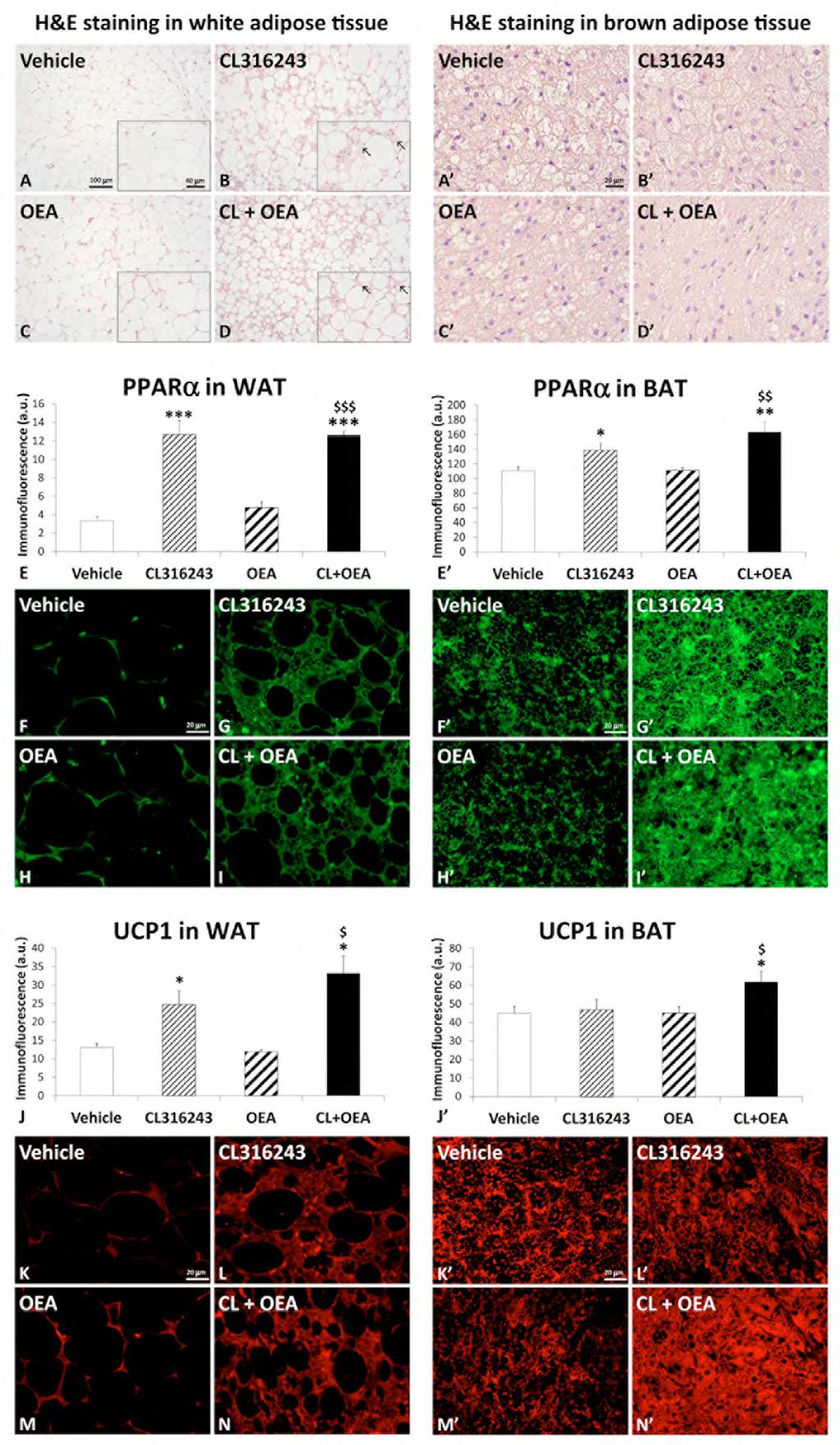 Fig. S4. Effects of repeated administration of CL316243 and/or OEA on the morphology of the white and brown adipocytes and their immunofluorescent levels of PPARα and UCP1 after 6 days of treatment.