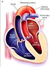 MFMER 3727943-247 2018 MFMER 3727943-248 40-Year Old Man Operation for Cyanotic CHD What is