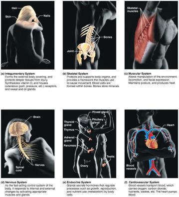 Figure 1.4a The body s organ systems and their major functions. 10 Figure 1.