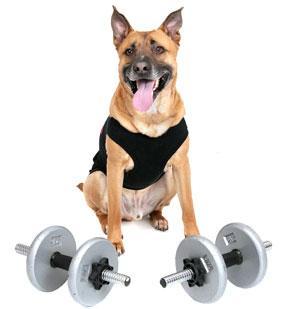 Physical exercise through life stages: What happens when your dog doesn t exercise? Why should your dog exercise?