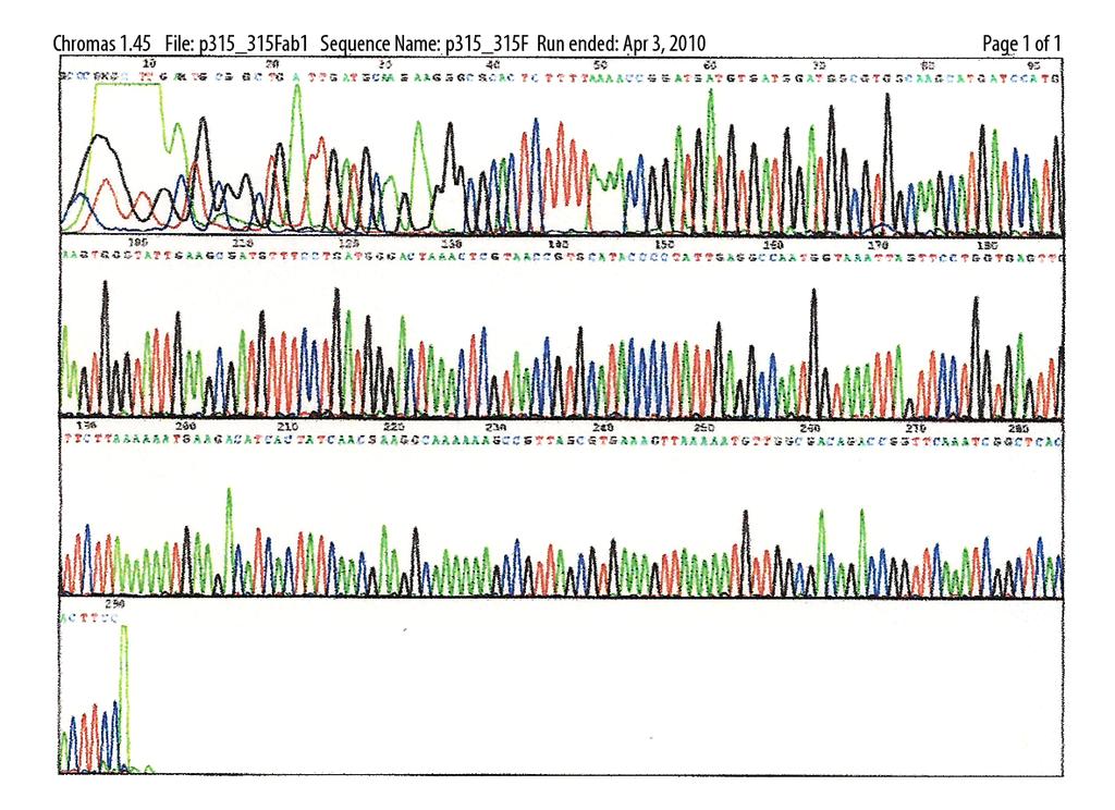 Figure 1. The results of sequencing of gene urea H. pylori (315-bp) for confirmation of obtained amplification product. Poland). The LOD of this assay is 5 10 3 cfu/ml.