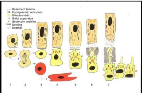 Life cycle of odontoblasts I-Differentiating stage: Before Differentiation the inner enamel epithelium is separated from the dental papilla by the thin basement membrane.