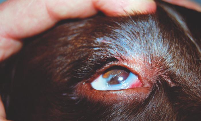 Figure 1. Right eye of a nine-year-old English springer spaniel with KCS. Note the sticky grey/ white discharge and lacklustre appearance of the cornea.