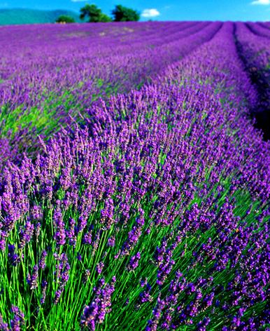 Lavender (any, crown) 118 Hz. Relaxing, balancing (physically and emotionally), calming. Shown to improve mental accuracy and concentration.