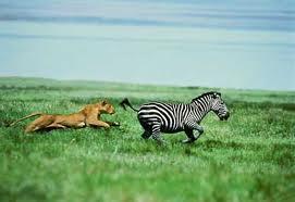 Why Zebras Don t Get Ulcers After zebras outrun