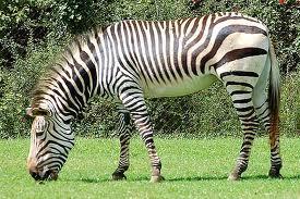 * Why Zebras Don t Get Ulcers, Robert M.