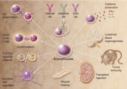 Multiple functions of B cells in