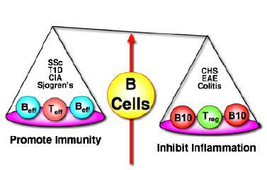 B cell functions in