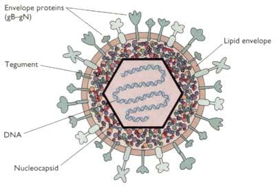 E7 HPV (Human