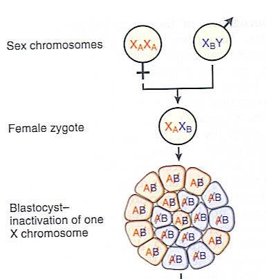 Neoplasms Clonality of tumors: assess in women heterozygous for polymorphic X-linked isoenzyme/molecular markers (e.g. glucose-6-phosphate dehydrogenase) Major Principles (cont d) 4.