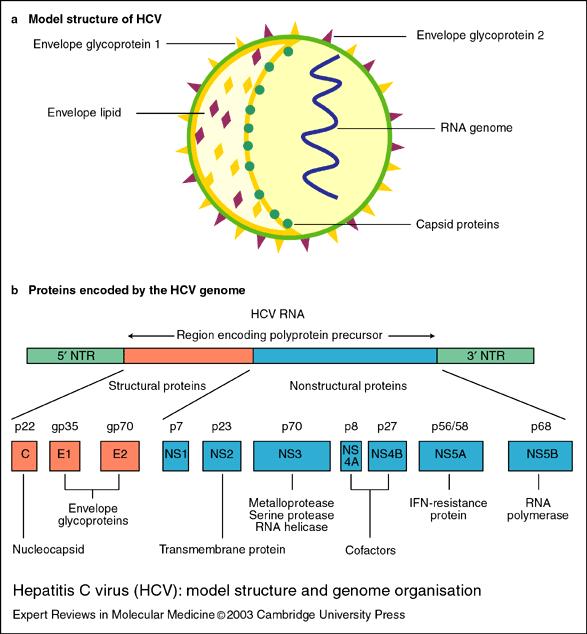 (HCV) (RNA virus, but