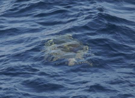 Detection #1; Loggerhead sea turtle ; 8 August