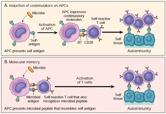 Role of Infections Robbins and Cotran