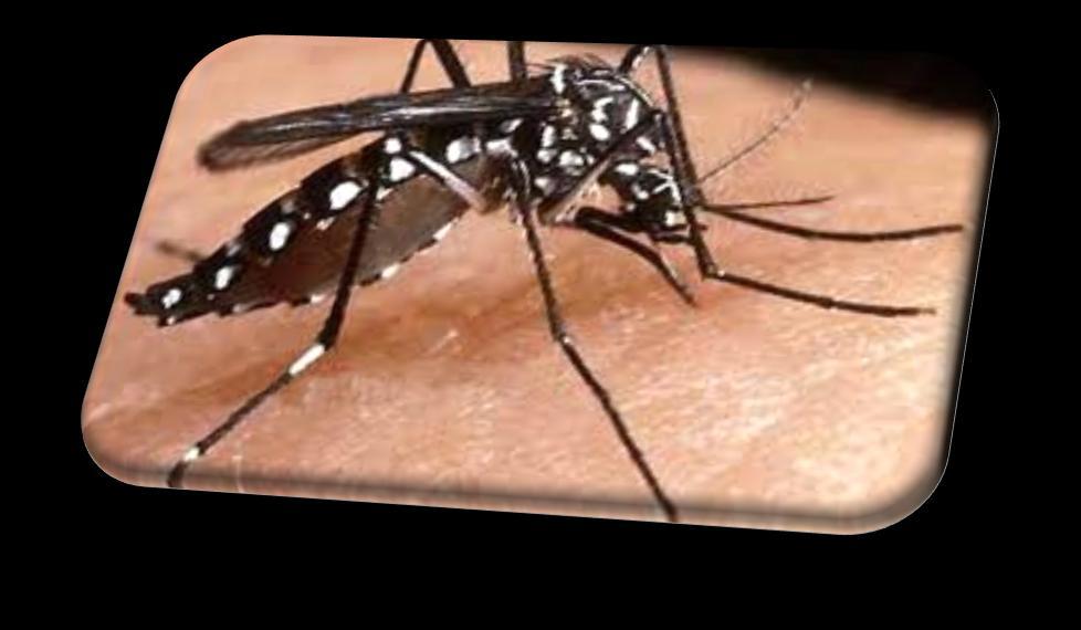 Mosquito vectors in Dengue Infection The most common epidemic vector of dengue in the world is the Aedes