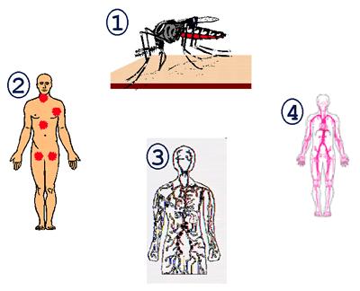 1.The virus is inoculated into humans with the mosquito saliva. 2.The virus localizes and replicates in various target organs, for example, local lymph nodes and the liver. 3.