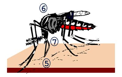 5.The mosquito ingests blood containing the virus. 6.The virus replicates in the mosquito midgut, the ovaries, nerve tissue and fat body.