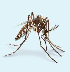 How does Zika affect people? Many people with Zika will not have symptoms or will only have mild symptoms.