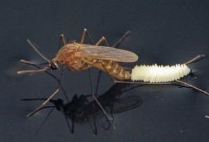 Mosquito Biology Life cycle Mosquito Biology Need water to hatch