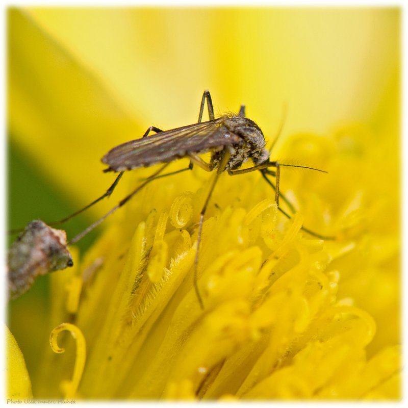 Nectar feeding Mosquito Biology Mosquito