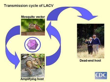LAC Zika virus Background first discovered in a monkey in the Zika forest of Uganda in 1947