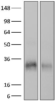 HB220 BE0019 CD47 human in vitro CD47 neutralization, in vivo CD47 neutralization in humanized mice, FC B6H12 BE0019-1 CD47 (IAP) mouse in vivo CD47 blockade, IF MIAP301 BE0270 CD47 (IAP)