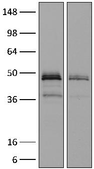 BP0063 CD4 + T cells Control BP0055 BP0045 BP0051 DTA-1 Relative Cell Number IFNγ (21 kda) IL-12 p40 (50 kda) Log Fluorescence Intensity Purified IFNγ IL-4 (13 kda) Purified IL-4 Purified IL-12 p40
