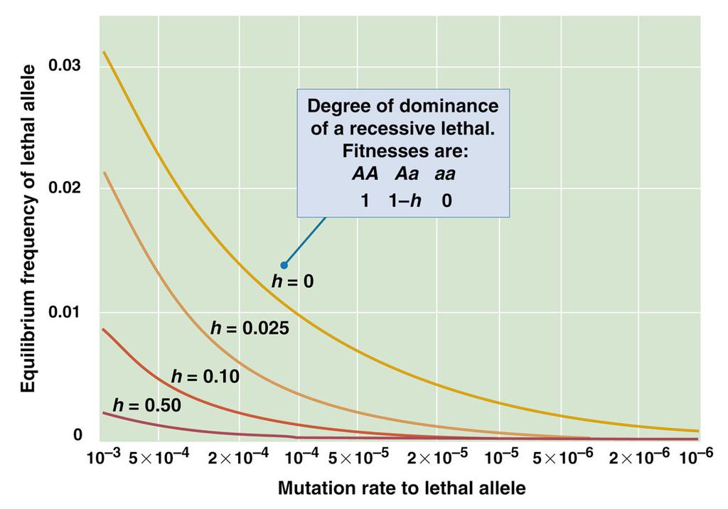 Effect of the degree of dominance in a diploid on the equilibrium frequency of a recessive