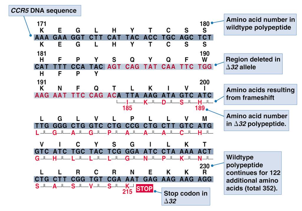 DNA sequence of a part of CCR5 receptor gene showing the loca1on of the 32 nucleo1de dele1on (Δ32) The amino acid sequence is also shown.