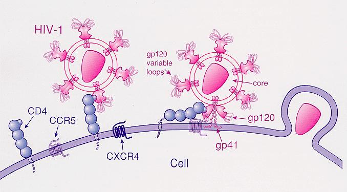 HIV entering a human CD4+ T cell HIV cannot enter (or